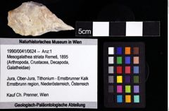 Foto (Objket + Etiketten) von Mesogalathea striata (Remeš, 1895) 